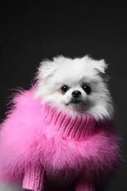 Christian Cowan x Maxbone Designer Dog Jumper - Pink
