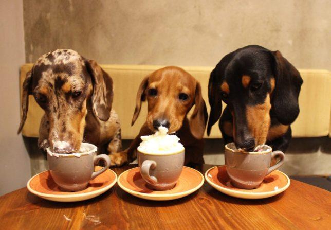 The Best Dog Friendly Cafes Around Australia