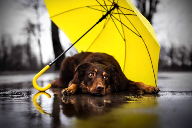 Winter is on its Way! - Tips to Keep Your Pet Warm This Winter