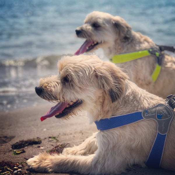 The Best Dog Friendly Beaches Across Australia
