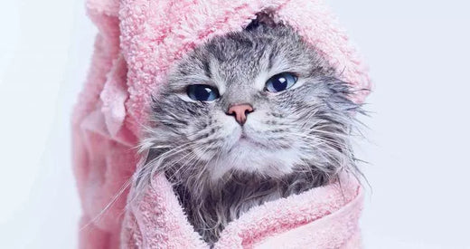 Cat Shampoo and Conditioner