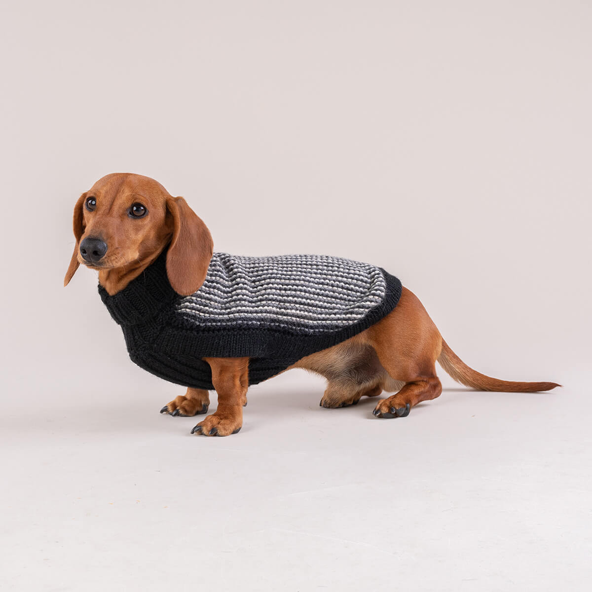 Dog Wear