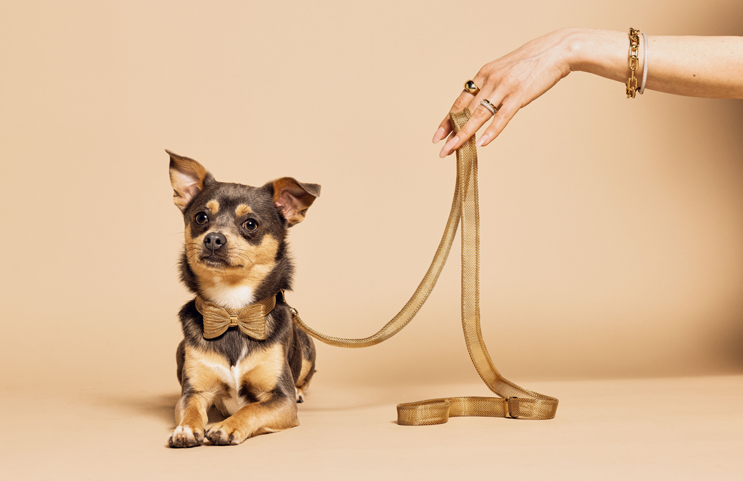 Meomari Bandettini Gold Tone Dog Leash