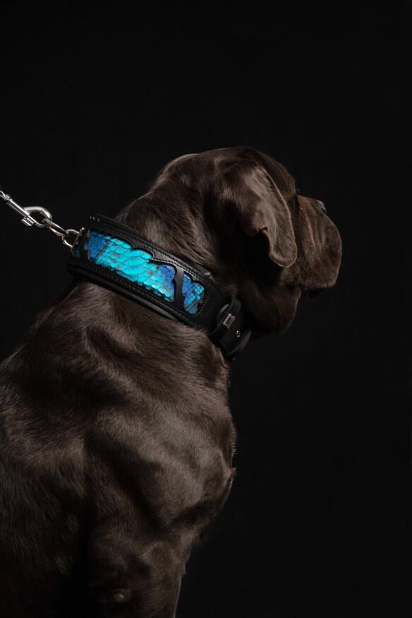 Bestia the Morelia Python Dog Collar