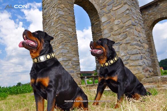 Bestia Maximus Dog Collar - Black and Gold