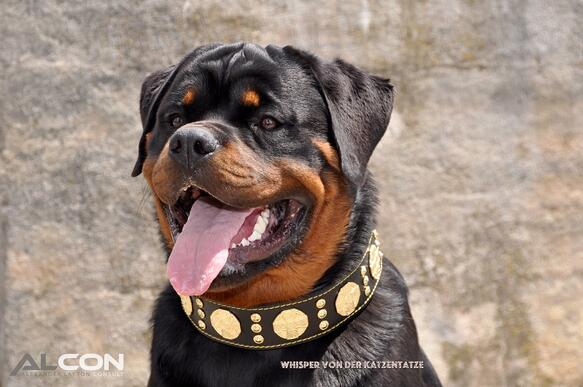 Bestia Maximus Dog Collar - Black and Gold