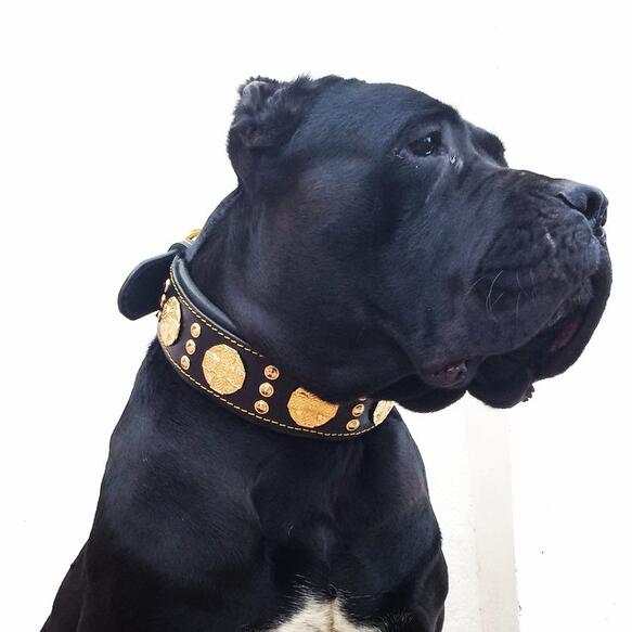 Bestia Maximus Dog Collar - Black and Gold
