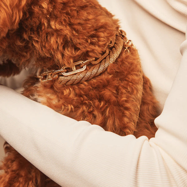 Meomari Grisi Gold Tone Dog Collar