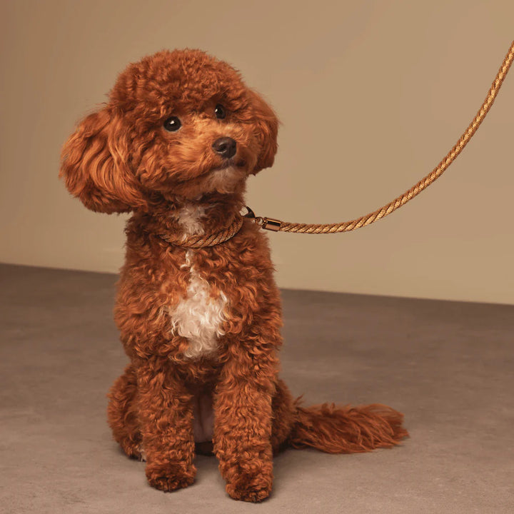 Meomari Grisi Gold Tone Dog Collar