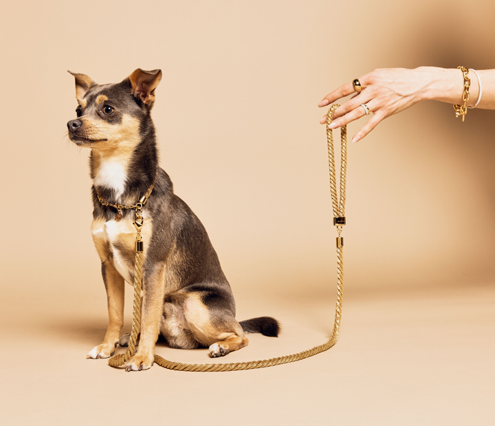 Meomari Grisi Gold Tone Leash