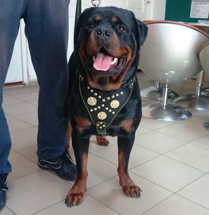 Bestia Maximus Dog Harness Black and Gold