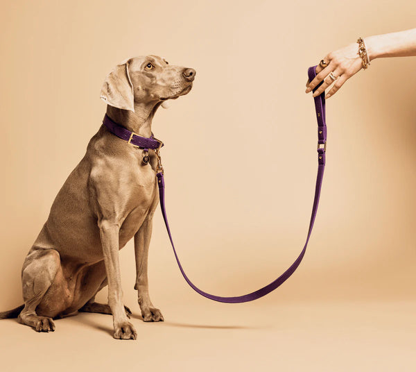 Meomari Da Piacenza Dog Leash - Purple