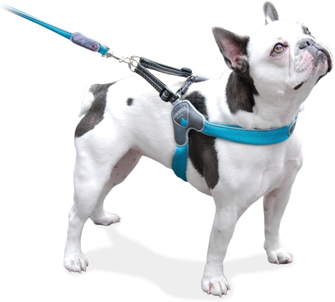 Dog  Harness - The Cinquetorri Turquoise