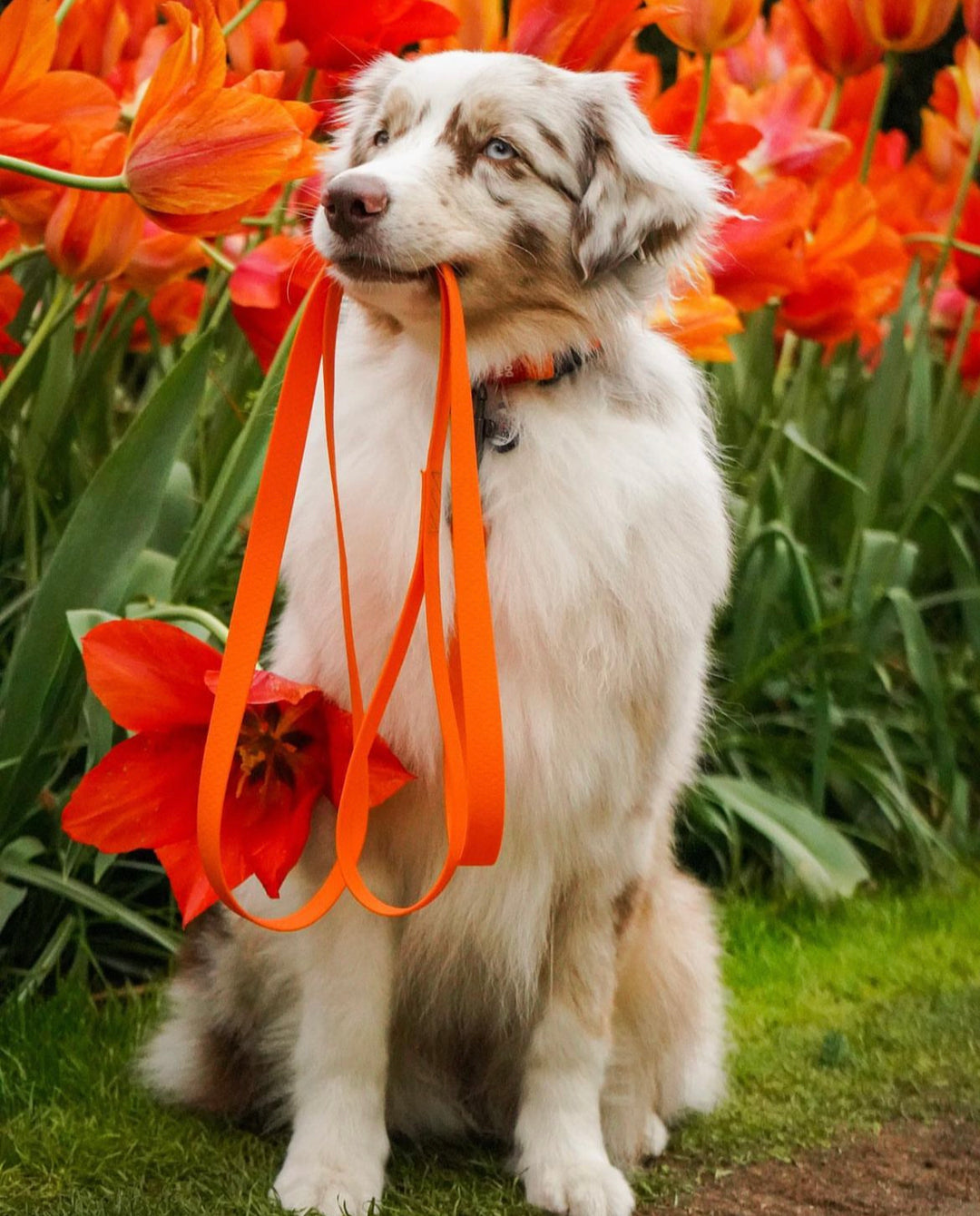 Waudog Waterproof Dog Leash - Orange