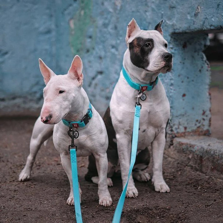 Waudog Waterproof Collar with QR Passport - Menthol Glow in the Dark