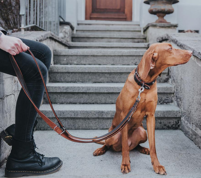 Cody Leather Dog Collar - Dark Brown - Hunter