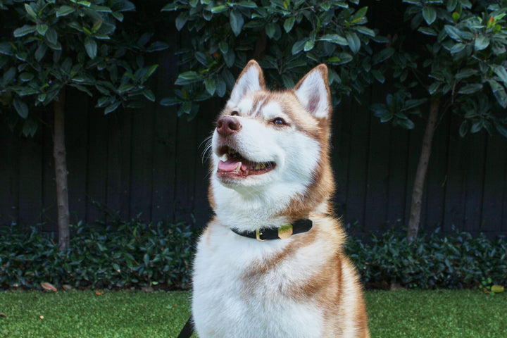 Leather Dog Collar - Black