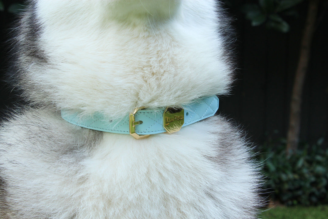 Leather Dog Collar - Blue