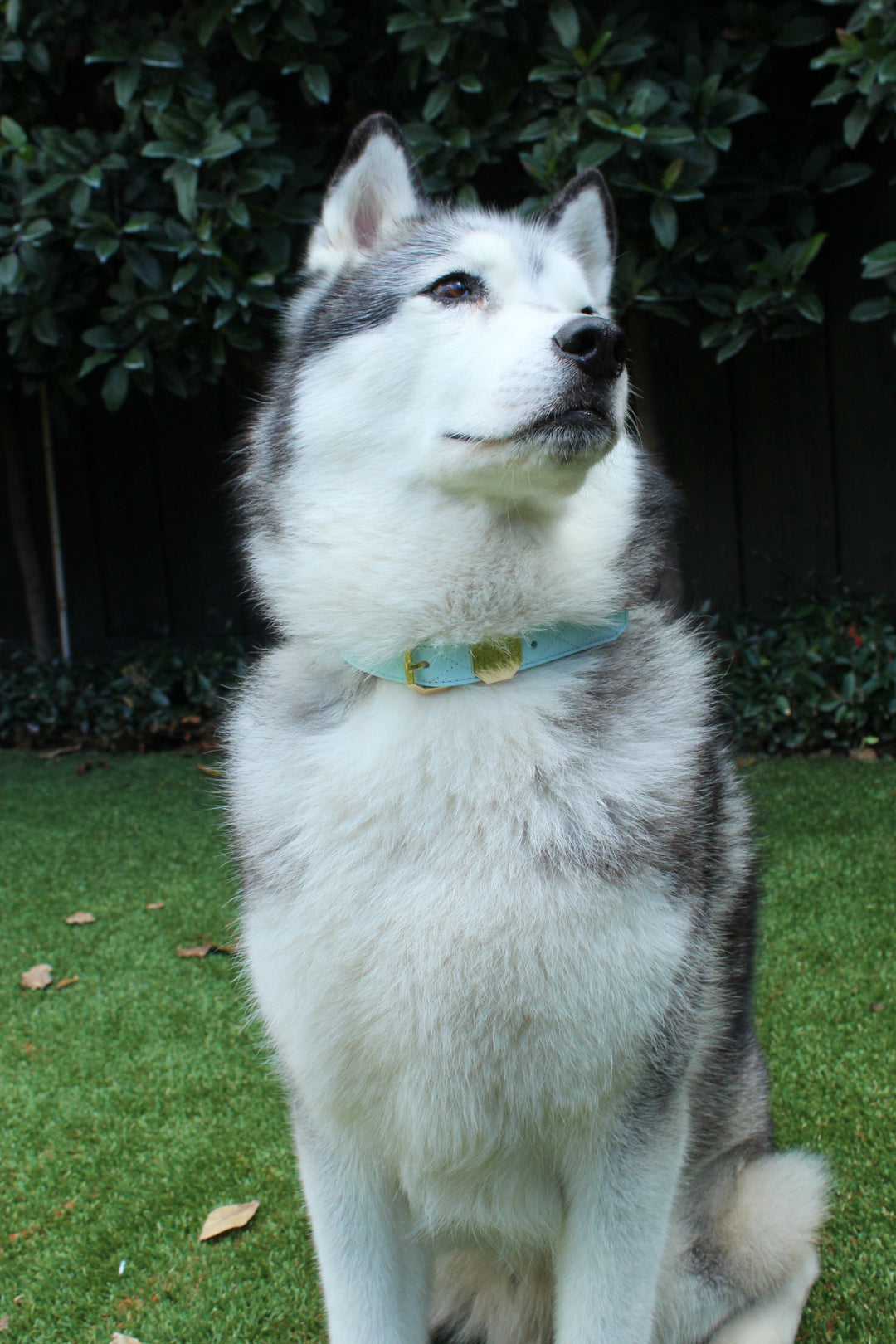 Leather Dog Collar - Blue