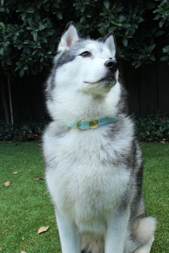 Leather Dog Collar - Blue