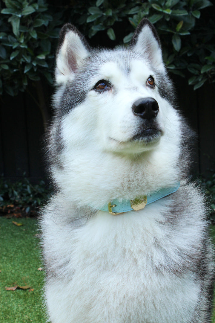 Leather Dog Collar - Blue