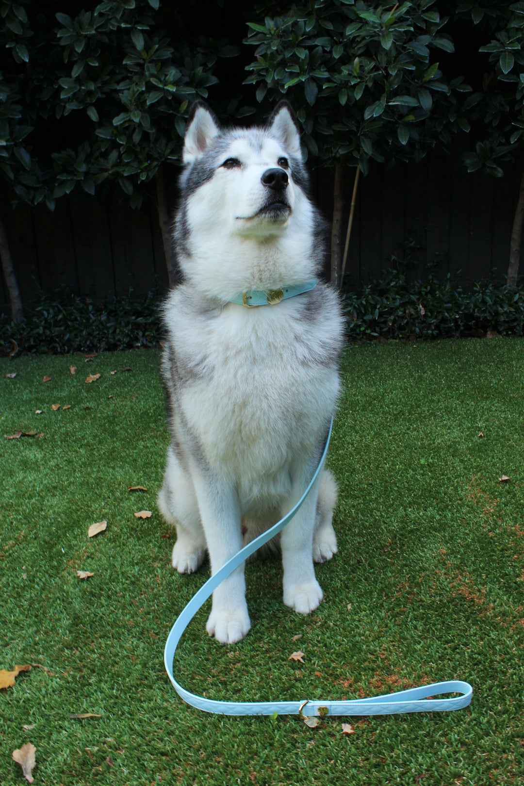 Leather Dog Collar - Blue