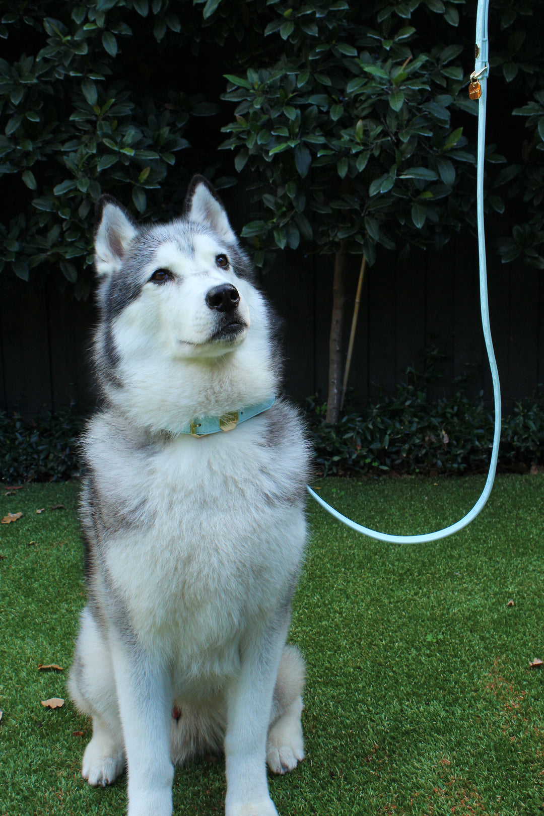 Leather Dog Collar - Blue