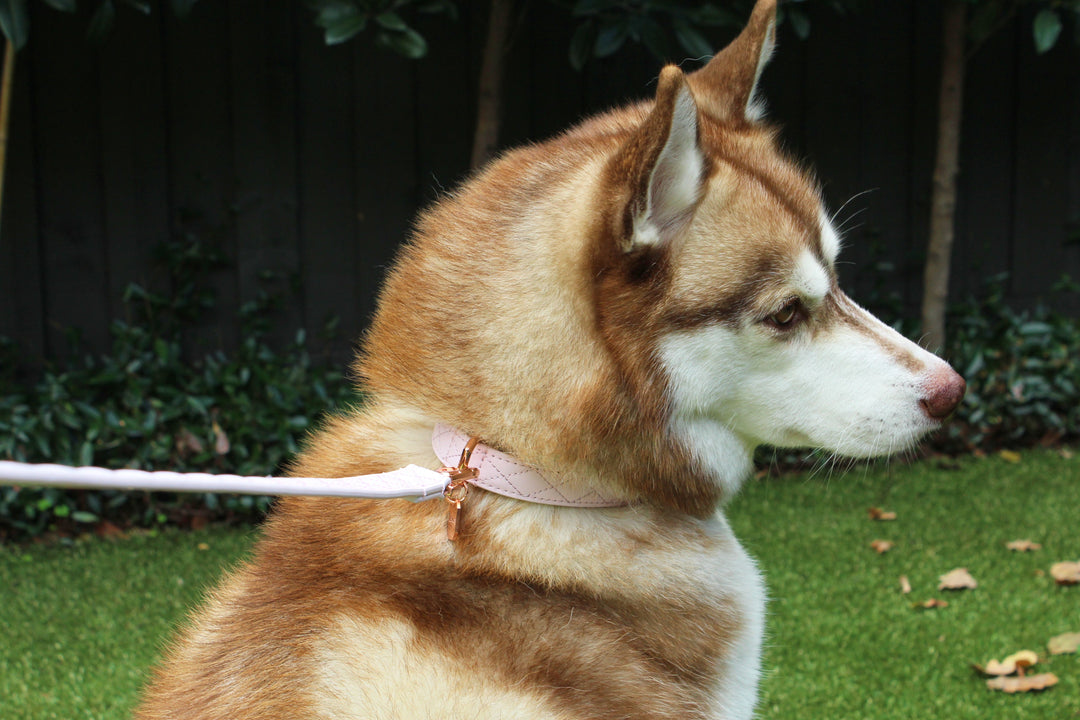 Leather Dog Collar - Pink