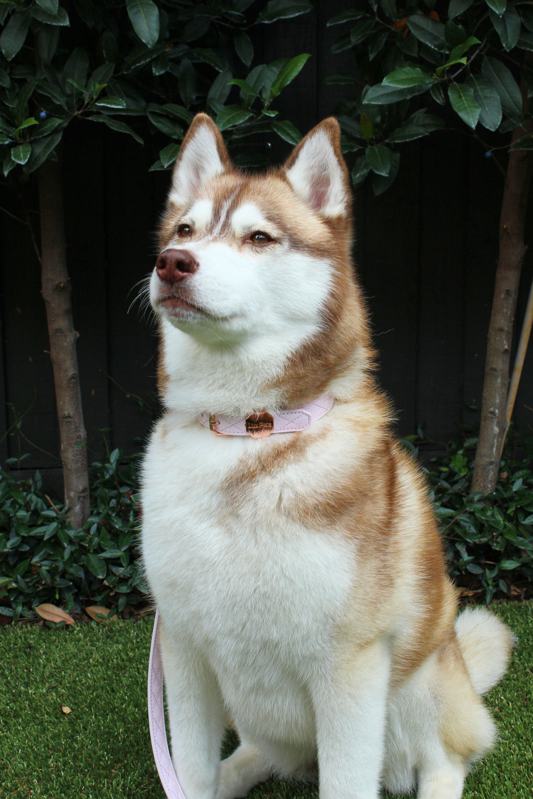 Leather Dog Collar - Pink