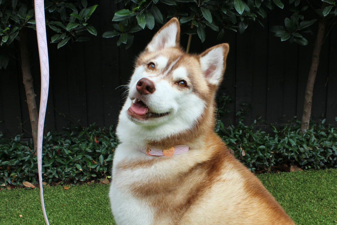 Leather Dog Collar - Pink