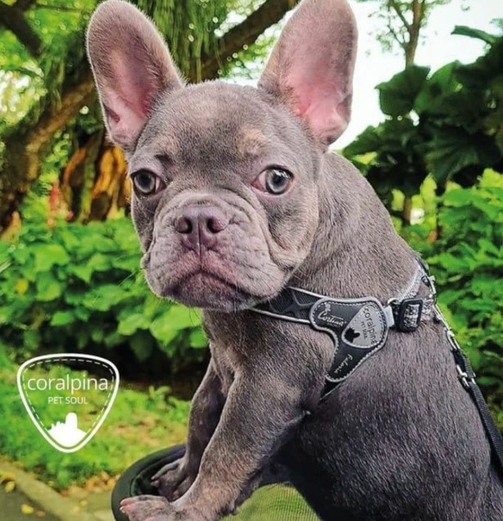 Cortina dog harness cheap