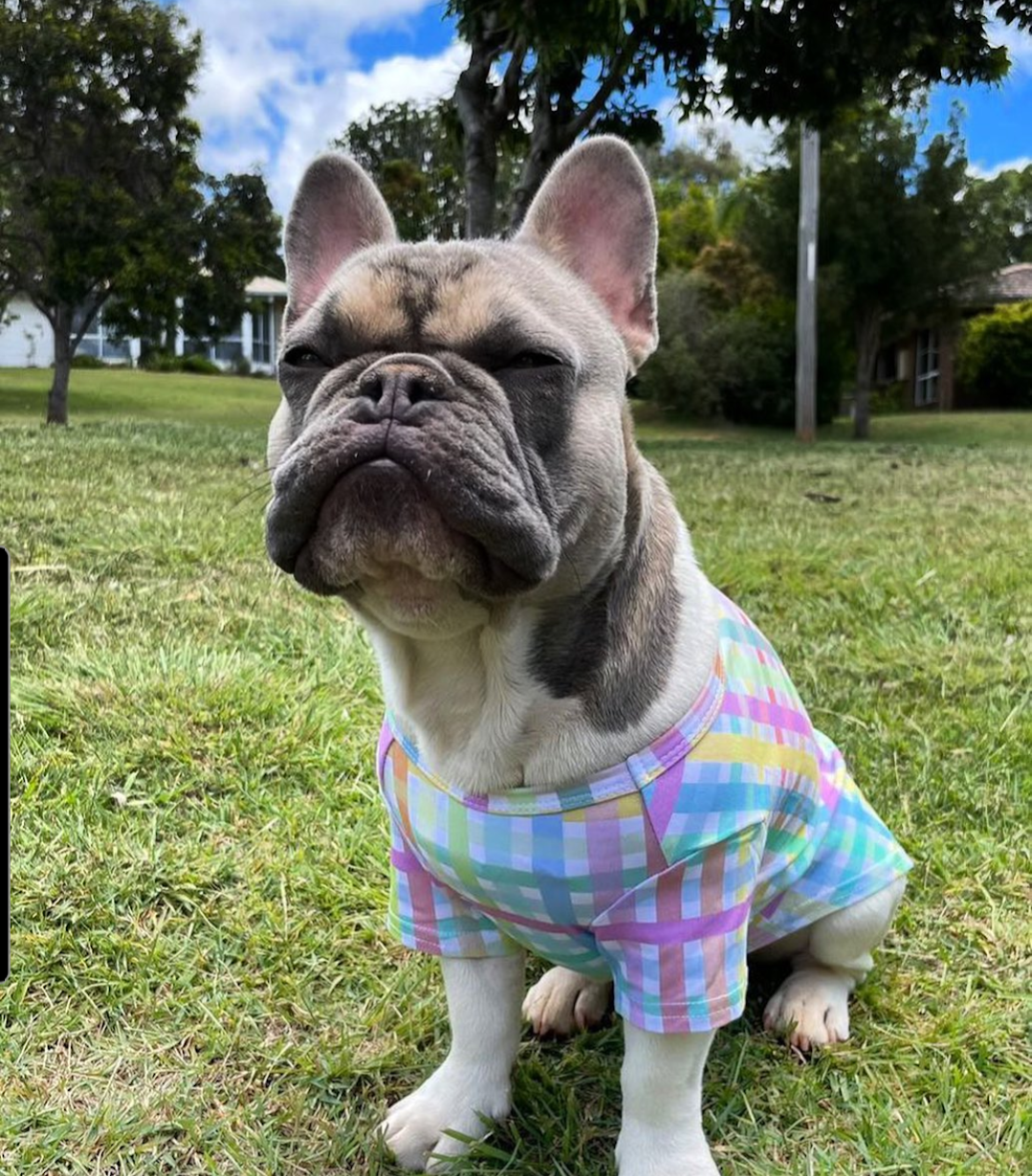 Vibrant Hound Colour Me Gingham T Shirt