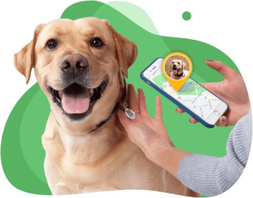 Smart Pet ID Tag