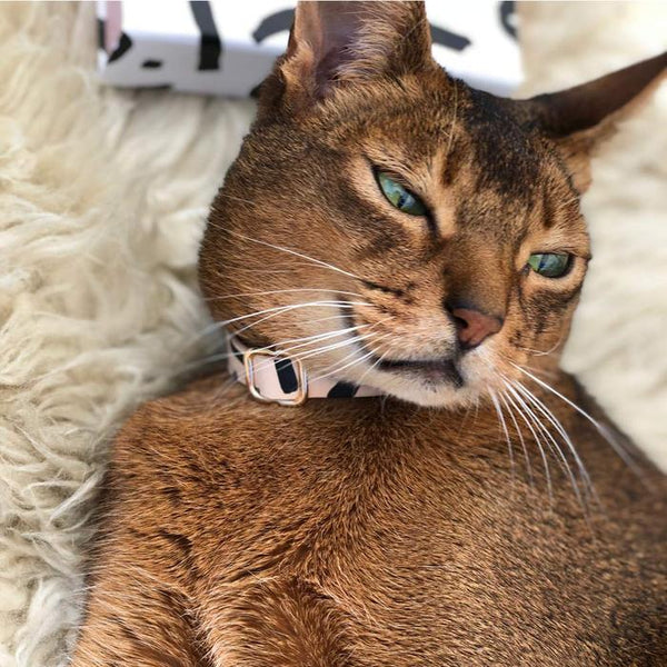 TIGGY LEATHER CAT COLLAR - Nice Digs