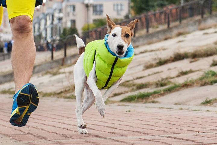 REVERSABLE AIRY VEST DOG JACKET - LIME AND BLUE/CORAL AND GREY