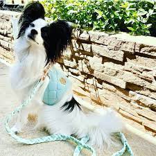 Dog Harness - Aquamarine - HGP