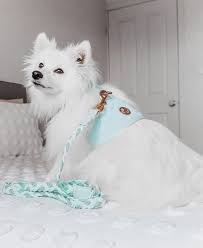 Dog Harness - Aquamarine - HGP