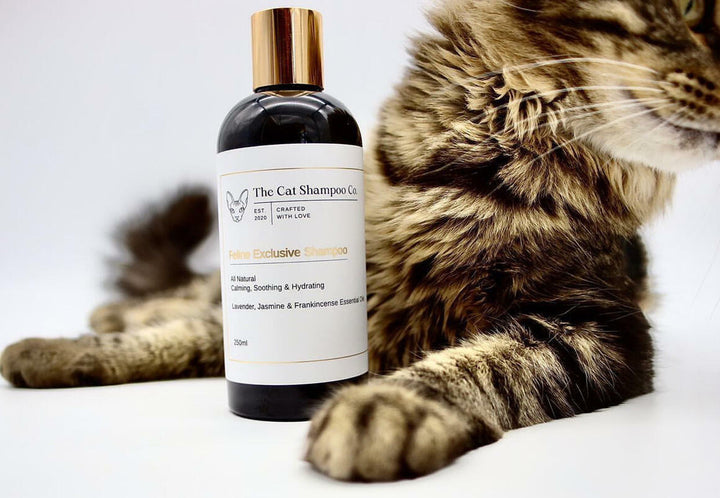 The Cat Shampoo Co - Feline Exclusive Shampoo 250ml