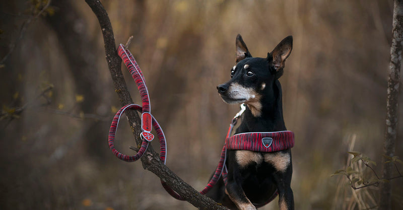Dog  Harness - The Cinquetorri Powermix Red Melange