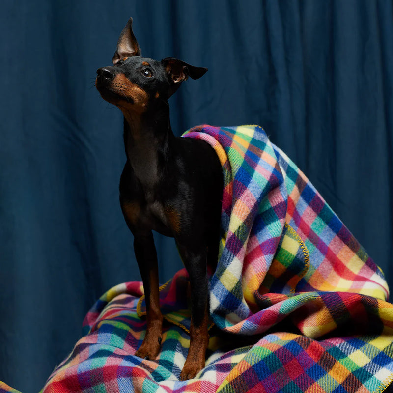 Dog Blanket Pure Wool Grevillea Check - Houndsome