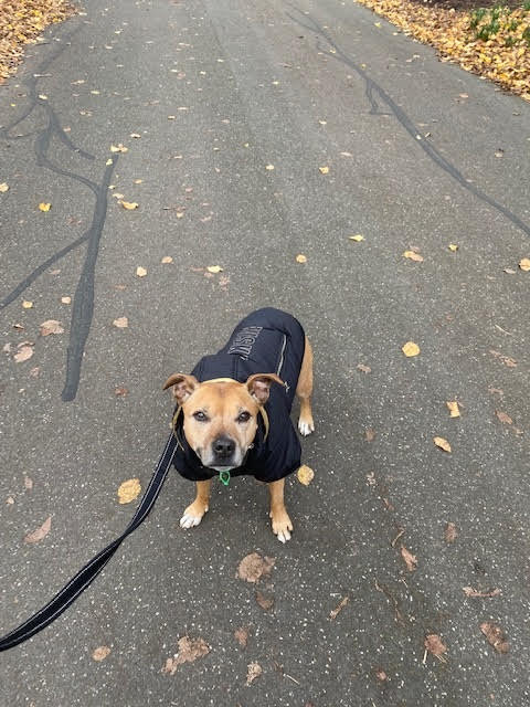 Huskimo Street Gangsta Dog Coat - Black