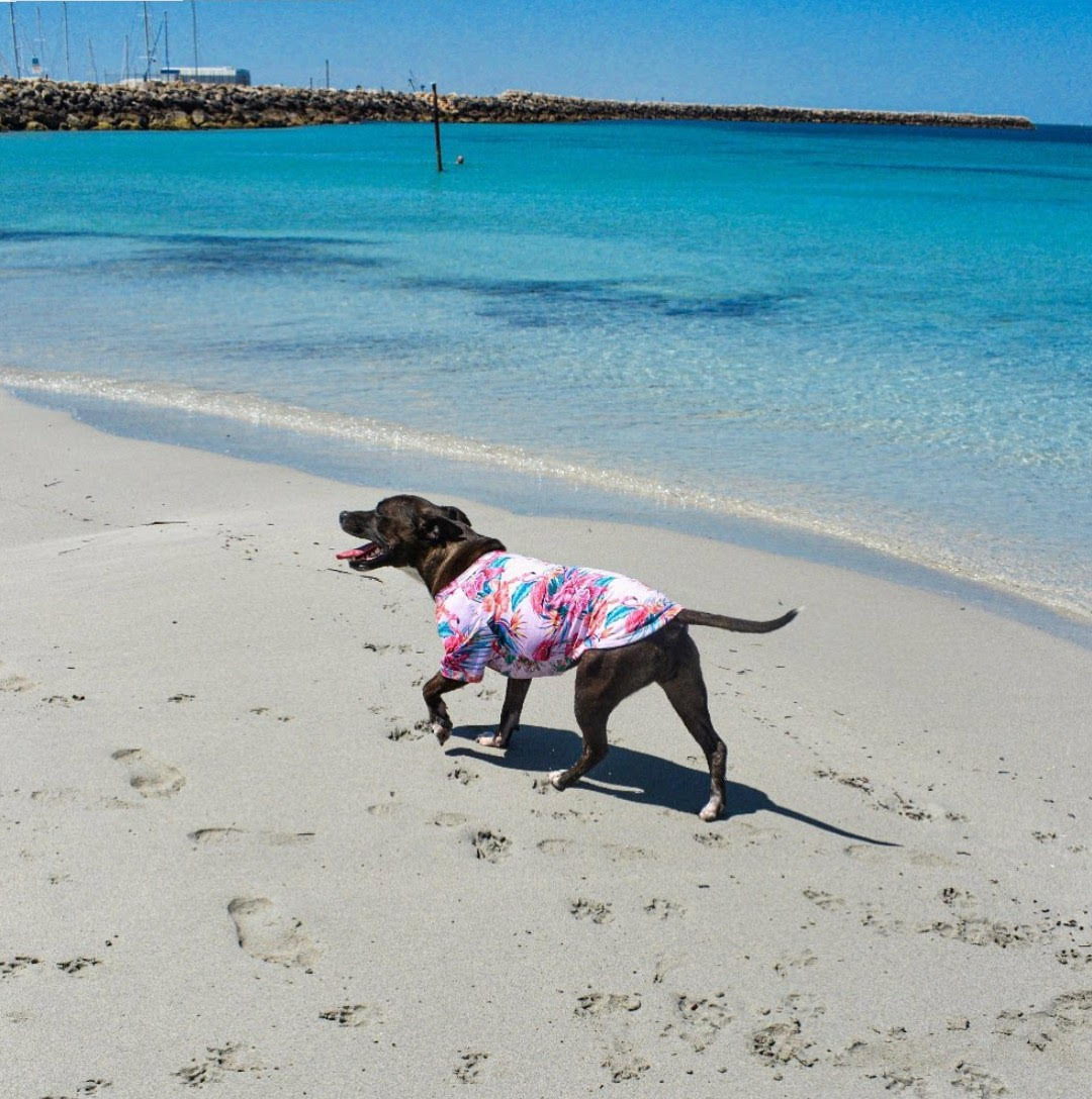 HUSKIMO MIAMI DOG T SHIRT - PINK