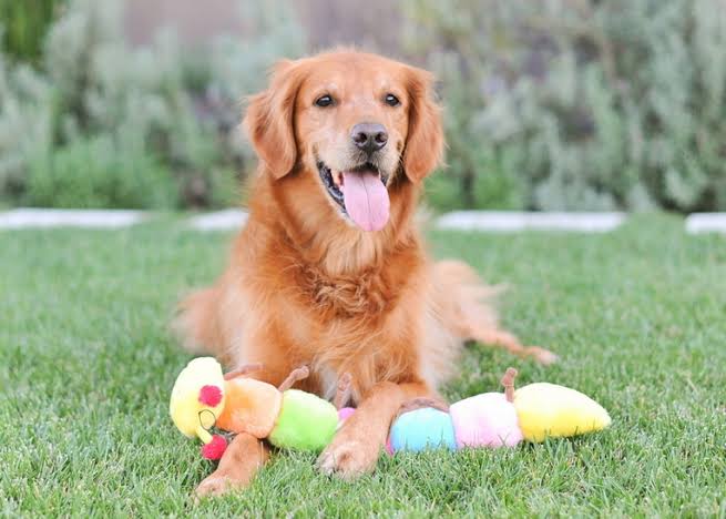 Zippy Paws CATERPILLAR DELUXE WITH 6 BLASTER SQUEAKERS DOG TOY