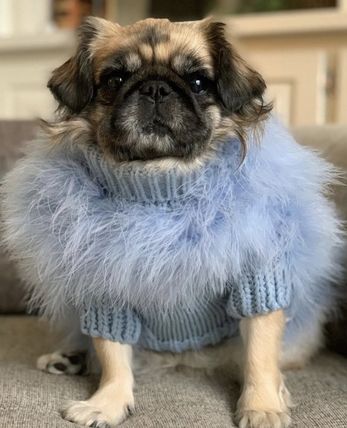 Christian Cowan x Maxbone  Designer Dog Jumper - Blue