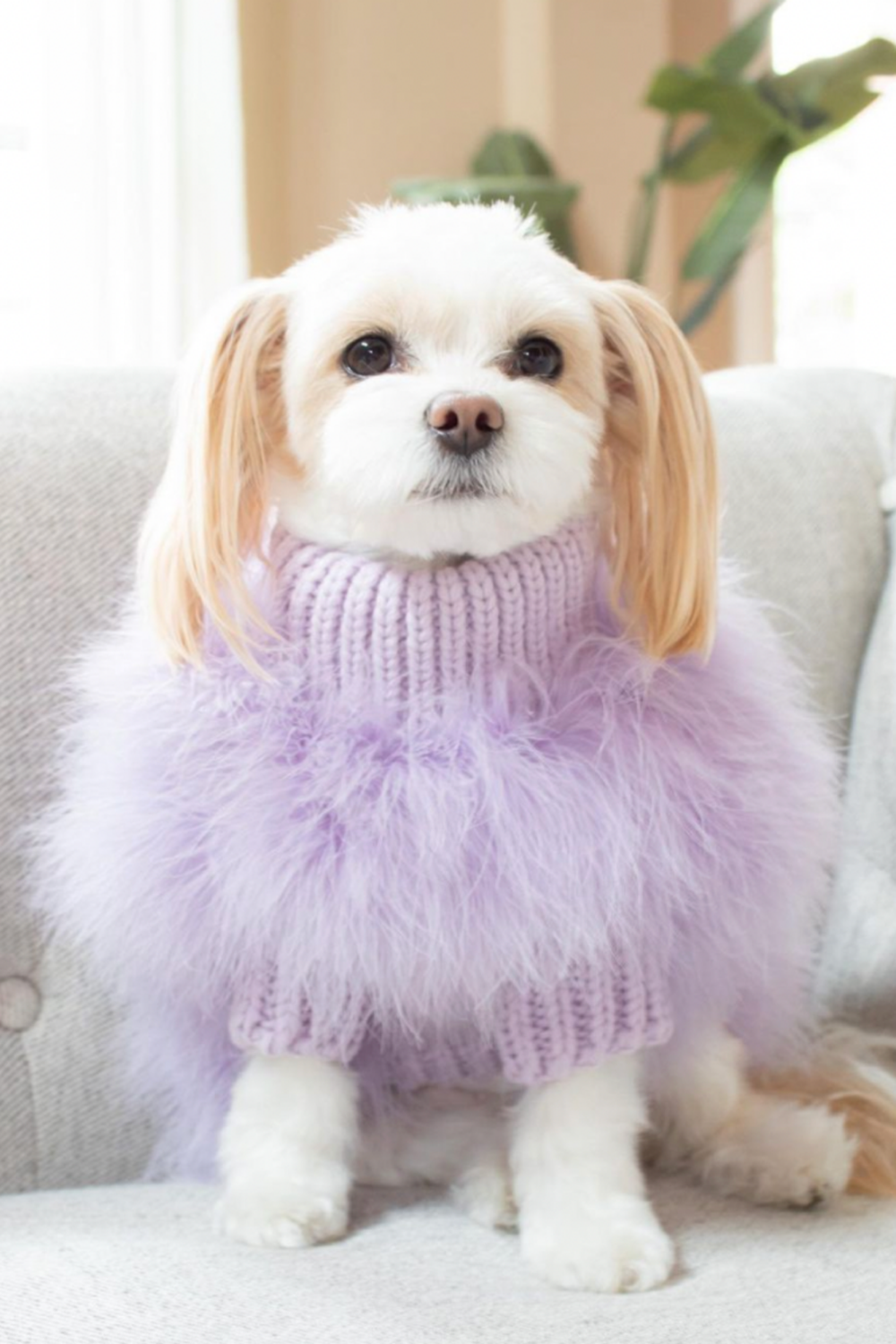 Christian Cowan x Maxbone Designer Dog Jumper - Lavender