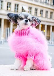 Christian Cowan x Maxbone Designer Dog Jumper - Pink