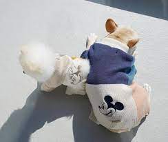 Disney x Maxbone Mickey Mouse Color Blocked Dog Jumper