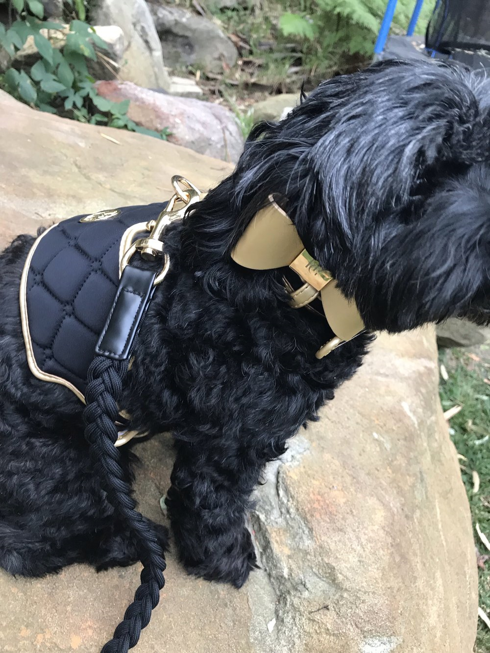 DOG HARNESS - MIDNIGHT - HGP