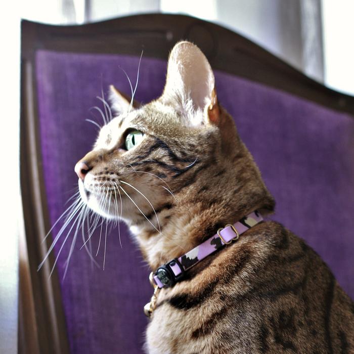 Animal Leather Cat Collar - Lilac - Nice Digs