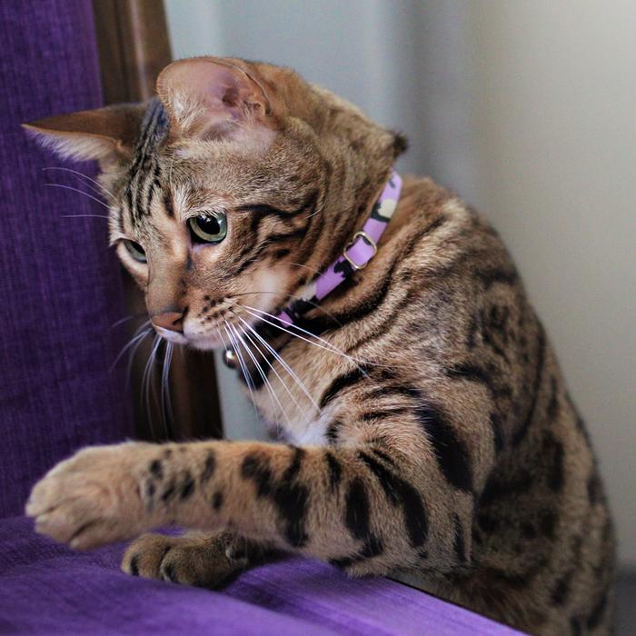 Animal Leather Cat Collar - Lilac - Nice Digs